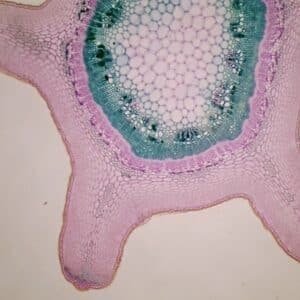 411B - Préparation microscopique de tige de genêt CT