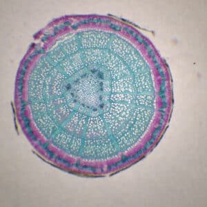 412B - Préparation microscopique de tige de hêtre CT