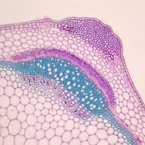 413B - Préparation microscopique de tige de lamier blanc CT