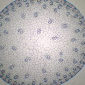 414B - Préparation microscopique de tige de maïs CT