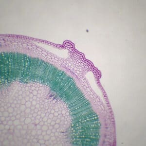 415D - Préparation microscopique de tiges primaire et secondaire de mercuriale CT