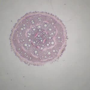 416D - Préparation microscopique de tige et racine secondaires de mercuriale CT
