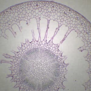 417B - Préparation microscopique de tige de myriophylle CT