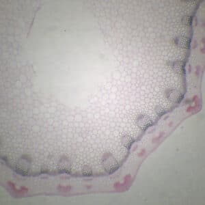 418B - Préparation microscopique de tige d'ombellifère CT