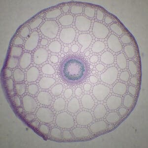 419B - Préparation microscopique de tige de pesse (hippuris) CT