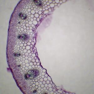 420B - Préparation microscopique de tige de renoncule CT