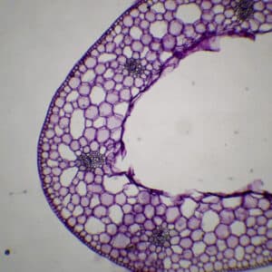 421B - Préparation microscopique de tige de renoncule aquatique CT