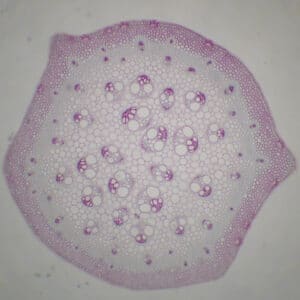 422B - Préparation microscopique de tige de salsepareille (smilax) CT