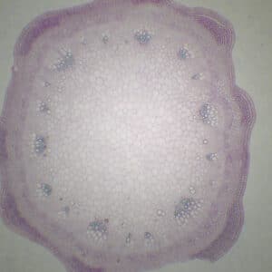423B - Préparation microscopique de tige de sureau primaire CT