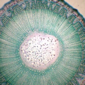 426B - Préparation microscopique de tige de tilleul 1 an CT