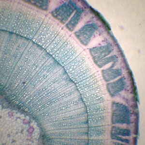 427B - Préparation microscopique de tige de tilleul 2 ans CT