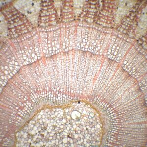 428B - Préparation microscopique de tige de tilleul 3 ans CT