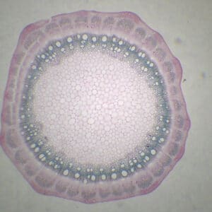 429B - Préparation microscopique de tige de vigne CT