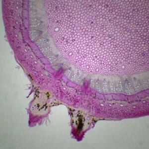 430B - Préparation microscopique de tige de lierre CT