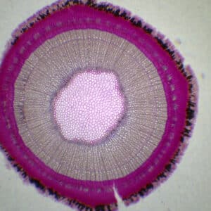 431B - Préparation microscopique de tige de groseillier
