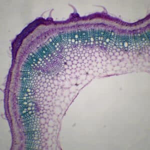 432B - Préparation microscopique de tige de chanvre CT
