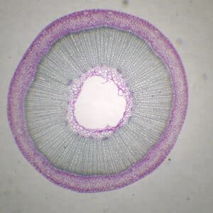 433B - Préparation microscopique de tige de lin CT