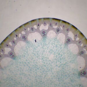 435B - Préparation microscopique de tige de jonc CT