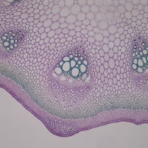 436B - Préparation microscopique de tige d'aristoloche CT