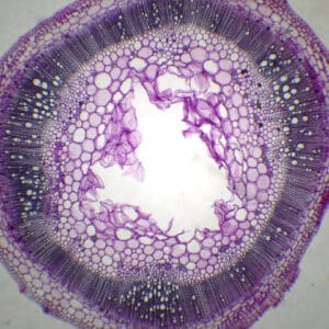 438B - Préparation microscopique de tige de solanum CT