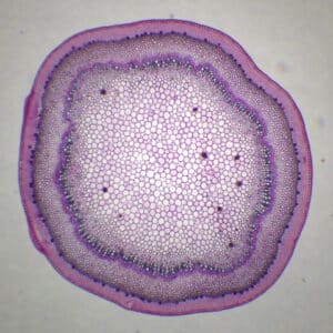439B - Préparation microscopique de tige d'oeillet CT
