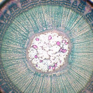 440D - Préparation microscopique de racine + tige de tilleul