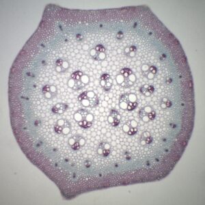 444D - Préparation microscopique de tige monocotylédone + dicotylédone CT (sur la même lame)