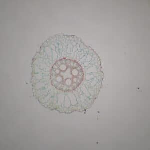 450D - Préparation microscopique de racine monocotylédone + dicotylédone CT
