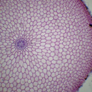 453C - Préparation microscopique de racine de ficaire CT