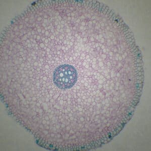 454C - Préparation microscopique de racine de iris CT