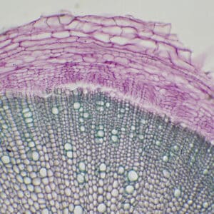 455B - Préparation microscopique de racine de mercuriale CT