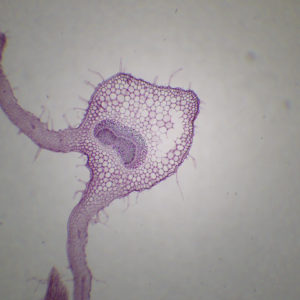 Feuille de Digitale pourpre cT x25