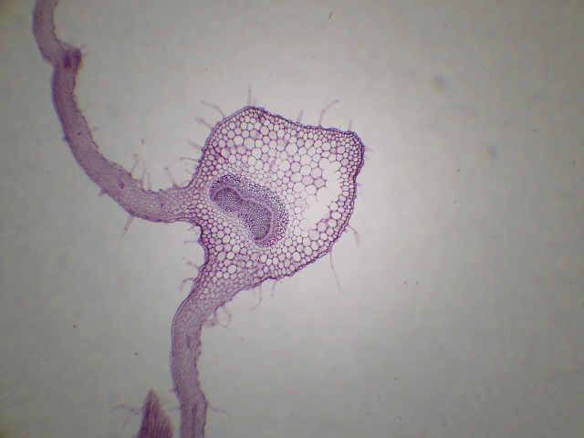 Feuille de Digitale pourpre cT x25