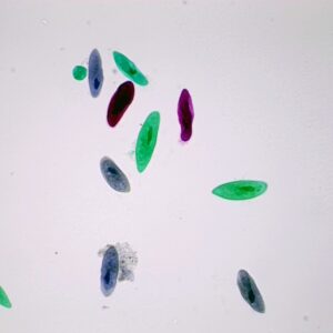 507C - Préparation microscopique de paramécies