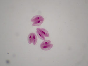 565C Paramécies conjugaison x100