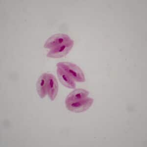 565C - Préparation microscopique de paramécies en conjugaison