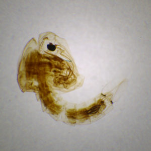 Nymphe de moustique 25x