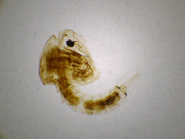 Nymphe de moustique 25x