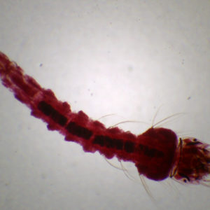 Larve moustique anophèle