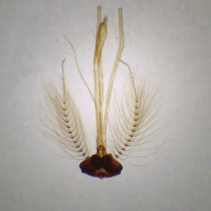 Tête de moustique mâle preparation microscopique