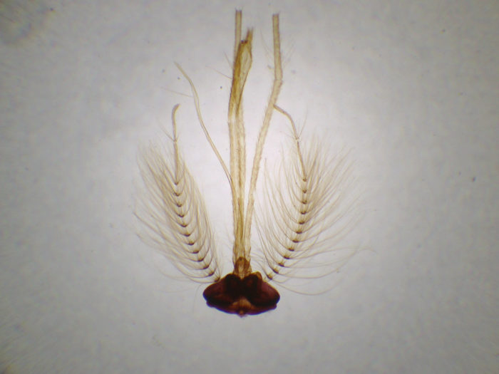 Tête de moustique mâle preparation microscopique