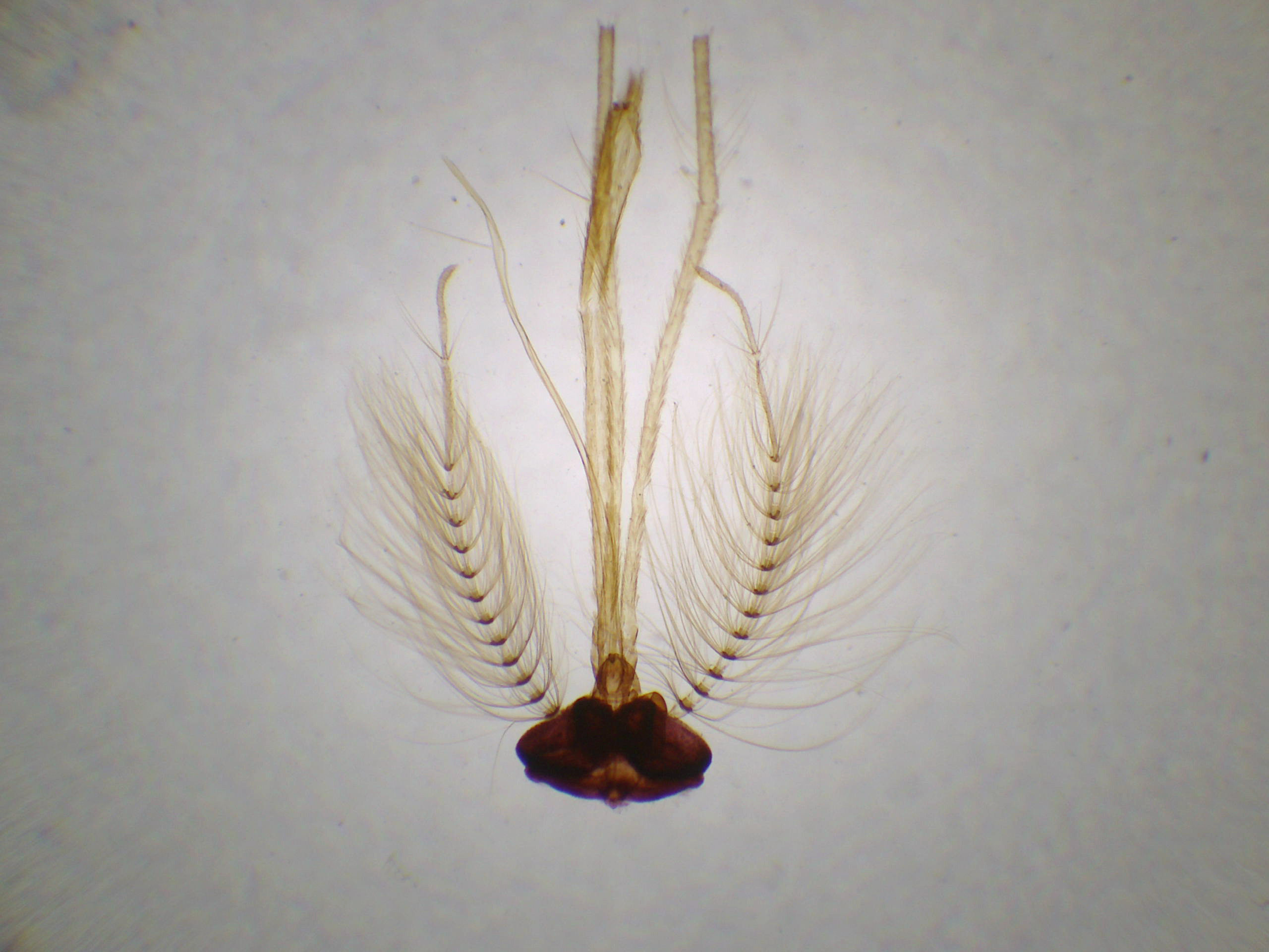 Tête de moustique mâle preparation microscopique