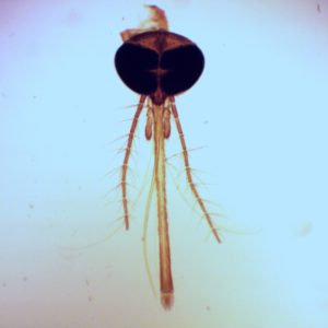 tête moustique femelle preparation microscopique
