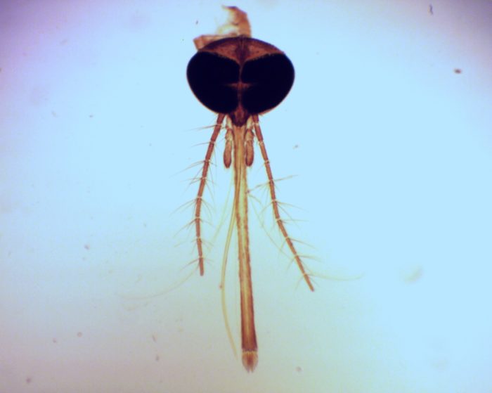 tête moustique femelle preparation microscopique