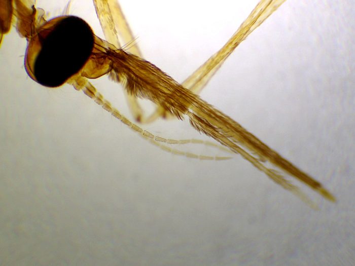 preparation microscopique moustique anophele