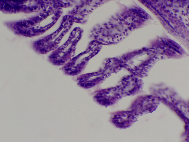 Branchies de moule CT