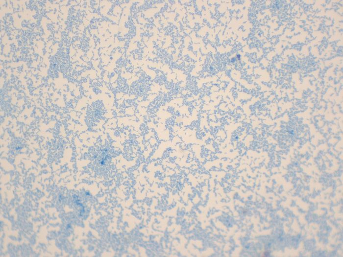 preparation microscopique bacille megaterium