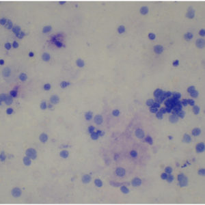 754E Macrophages
