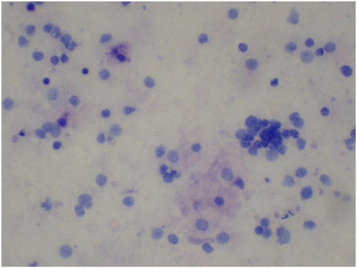 754E Macrophages