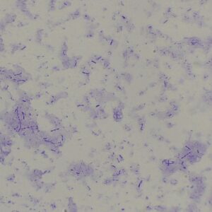 763B - préparation microscopique de bactéries flore intestinale